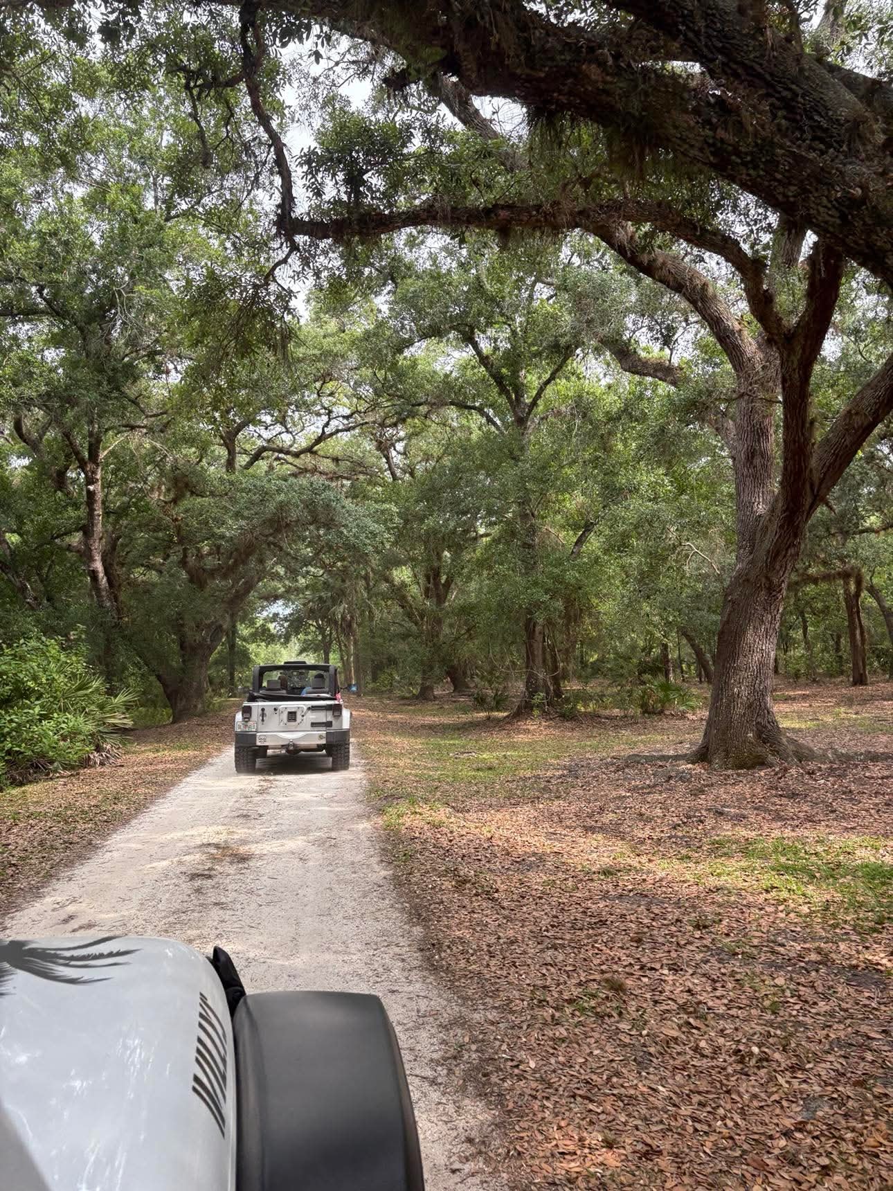 Jeep trailing through a canopy of oak trees on a Florida dirt road