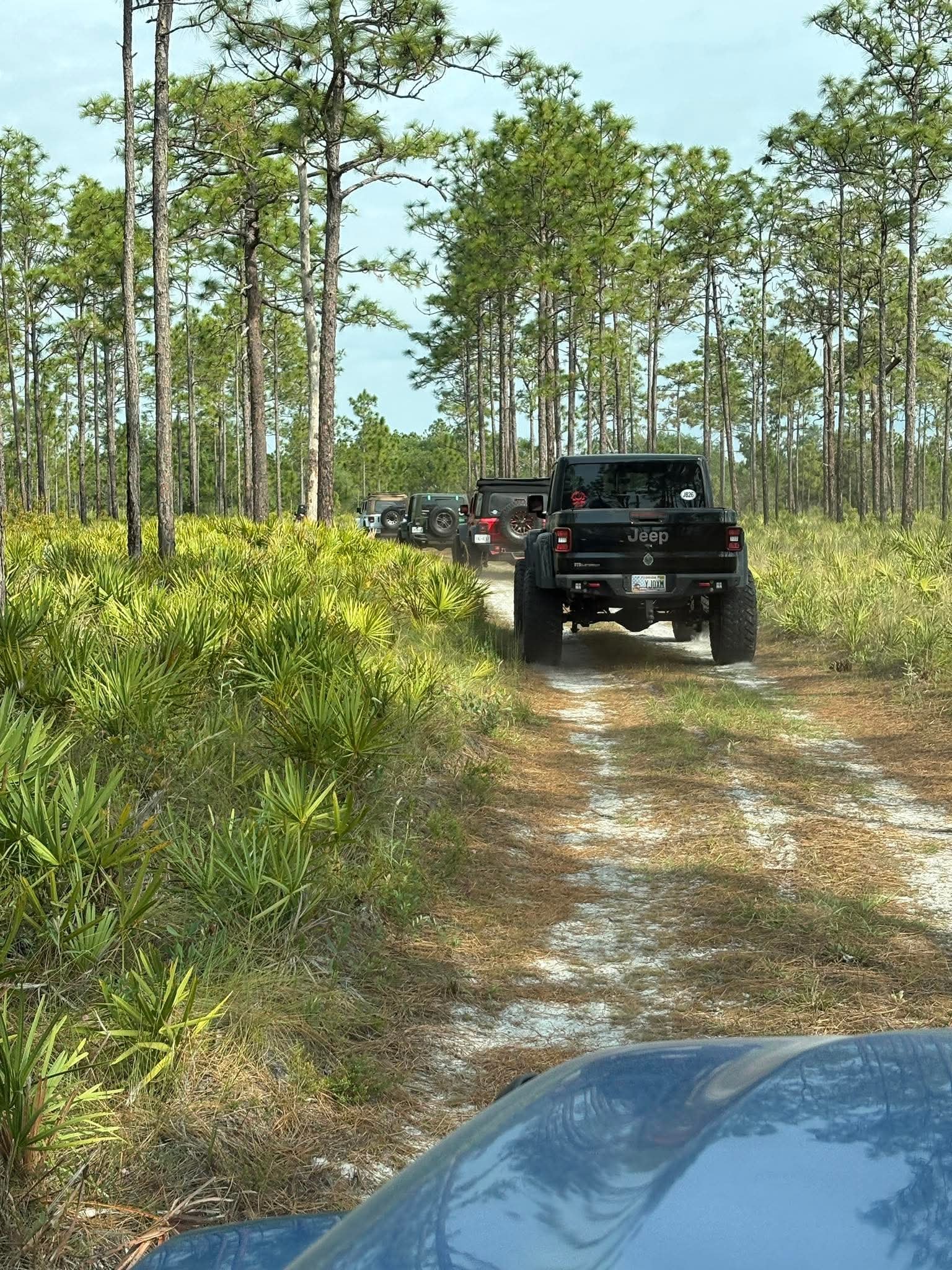 Jeep convoy rolling through Florida pine flatwoods trail